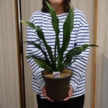 51GF+qcVMGL._AC_UF350,